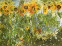 Sonnenblumenfeld