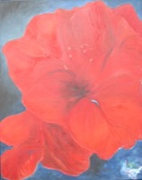 Amaryllis (Hibyskus)