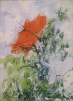 Mohnblume Sommerbild