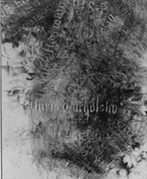 Wider das Vergessen  Jüdischer Friedhof Weißensee 9 (Tucholskys Mutter)